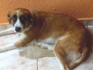 Cachorro raça SRD idade 2 anos nome Meg