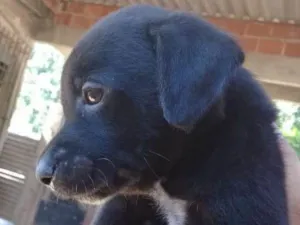 Cachorro raça vira lata  idade 2 a 6 meses nome Thor