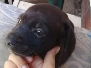 Cachorro raça Vira lata idade 2 a 6 meses nome Stark