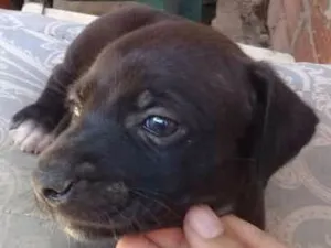 Cachorro raça Vira lata idade 2 a 6 meses nome Luísa