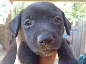 Cachorro raça vira lata idade 2 a 6 meses nome Ross