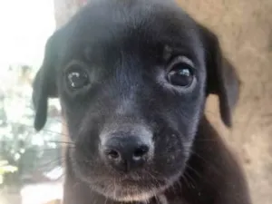 Cachorro raça vira lata idade 2 a 6 meses nome Luna