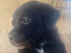 Cachorro raça vira lata peluda idade 2 a 6 meses nome Nina
