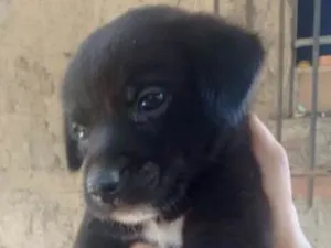 Cachorro raça SRD peludo idade 2 a 6 meses nome Tobi