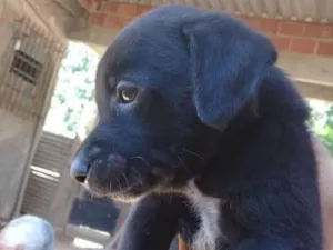 Cachorro raça Vira-lata idade 2 a 6 meses nome Filhotinhos