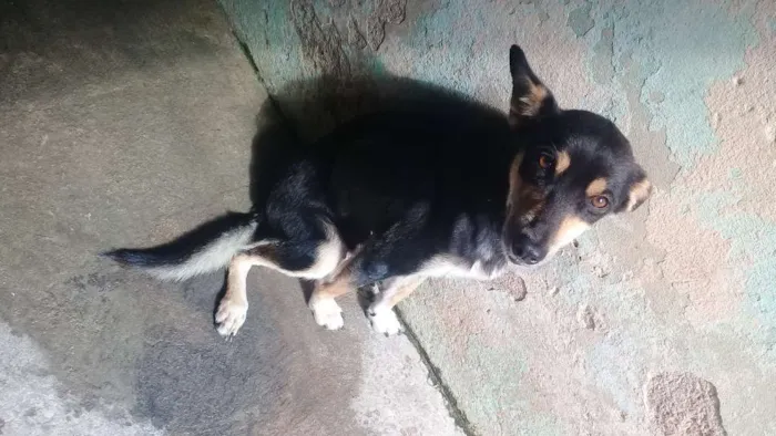 Cachorro ra a Mestiça  idade 2 anos nome Susi