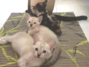 Gato raça  idade 2 a 6 meses nome gato