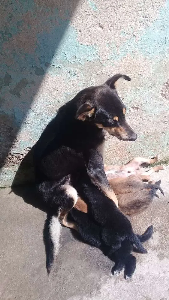 Cachorro ra a Mestiça  idade 2 anos nome Susi