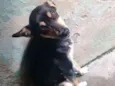 Susi