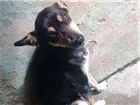 Cachorro raça Mestiça  idade 2 anos nome Susi