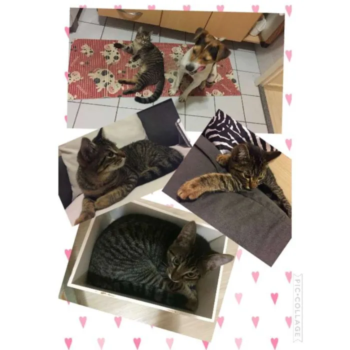 Gato ra a SRD idade 2 a 6 meses nome Temaki