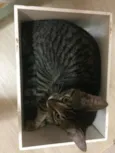 Temaki