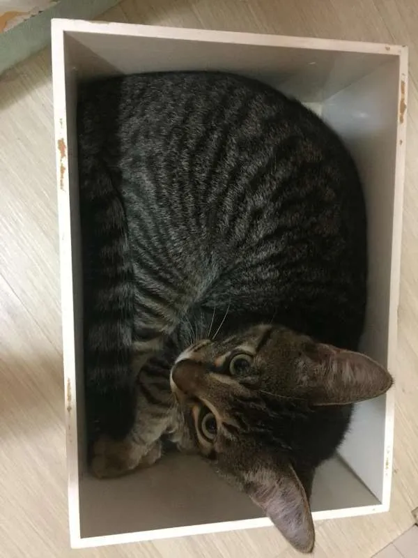 Gato ra a SRD idade 2 a 6 meses nome Temaki