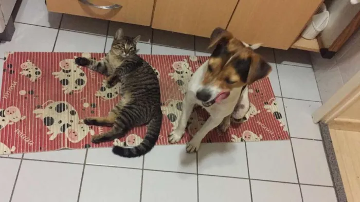 Gato ra a SRD idade 2 a 6 meses nome Temaki