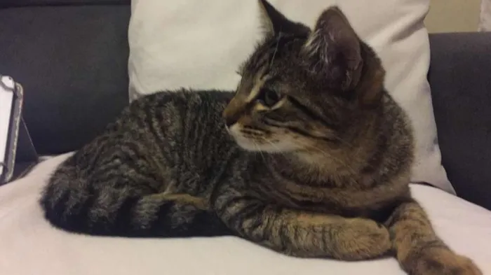 Gato ra a SRD idade 2 a 6 meses nome Temaki