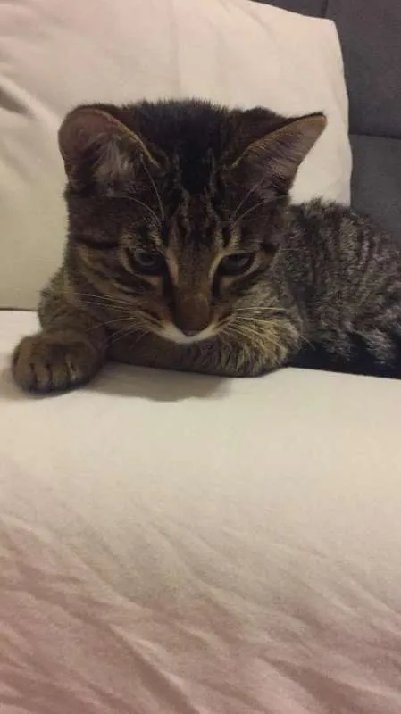 Gato ra a SRD idade 2 a 6 meses nome Temaki