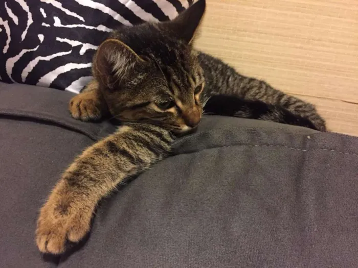 Gato ra a SRD idade 2 a 6 meses nome Temaki