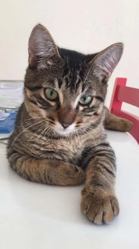 Gato ra a SRD idade 2 a 6 meses nome Temaki