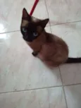 Ophélia