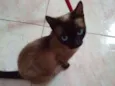 Ophélia