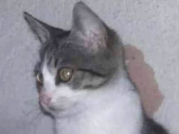 Gato ra a  idade 2 a 6 meses nome Amora