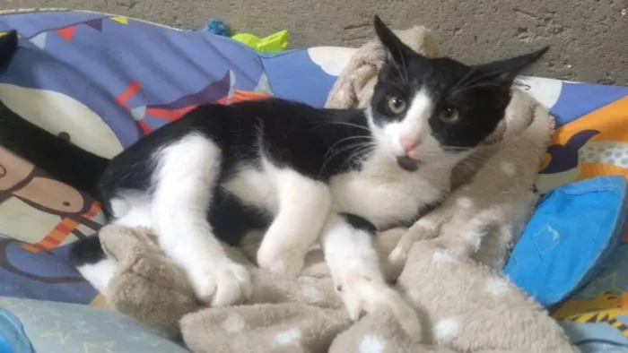 Gato ra a SRD idade 2 a 6 meses nome Jim