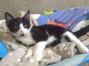 Gato raça SRD idade 2 a 6 meses nome Jim