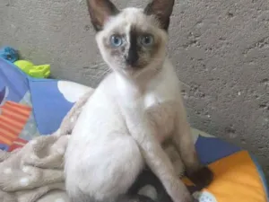 Gato raça SRD idade 2 a 6 meses nome Leda