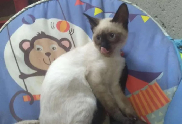 Gato ra a SRD idade 2 a 6 meses nome Lalage