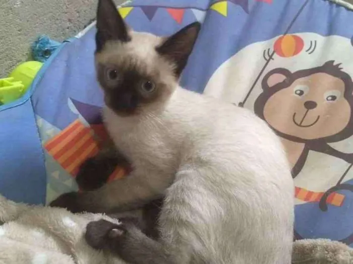 Gato ra a SRD idade 2 a 6 meses nome Lalage