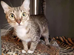 Gato raça SRD idade 2 a 6 meses nome Glenda