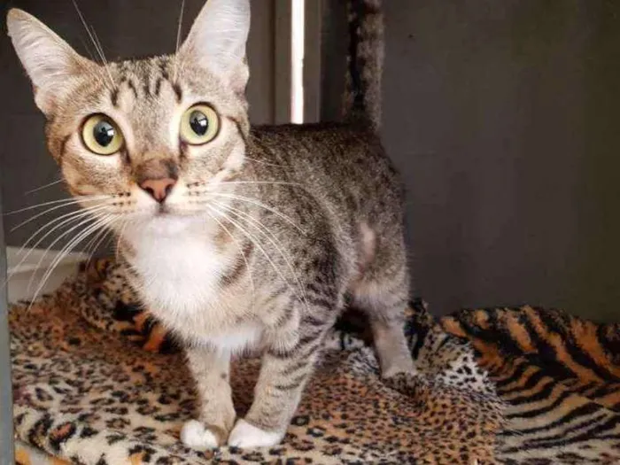 Gato ra a SRD idade 2 a 6 meses nome Glenda