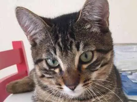 Gato ra a SRD idade 2 a 6 meses nome Temaki