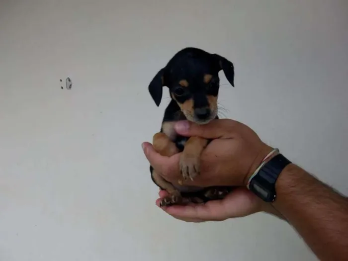 Cachorro ra a Viralata  idade 2 a 6 meses nome Filhotes