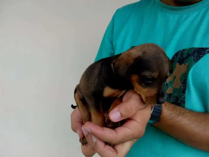 Cachorro ra a Viralata  idade 2 a 6 meses nome Filhotes