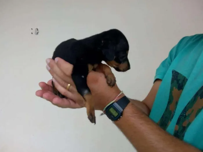 Cachorro ra a Viralata  idade 2 a 6 meses nome Filhotes