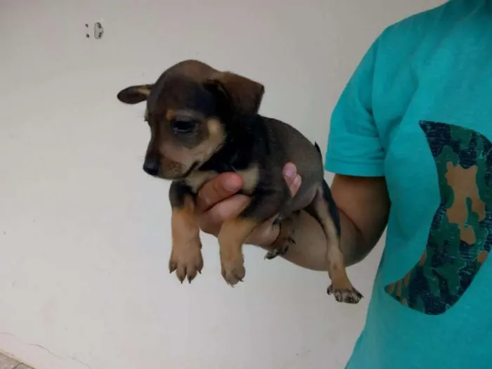 Cachorro ra a Viralata  idade 2 a 6 meses nome Filhotes