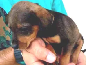 Cachorro raça Viralata  idade 2 a 6 meses nome Filhotes