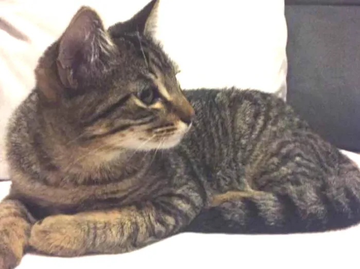 Gato ra a SRD idade 2 a 6 meses nome Temaki
