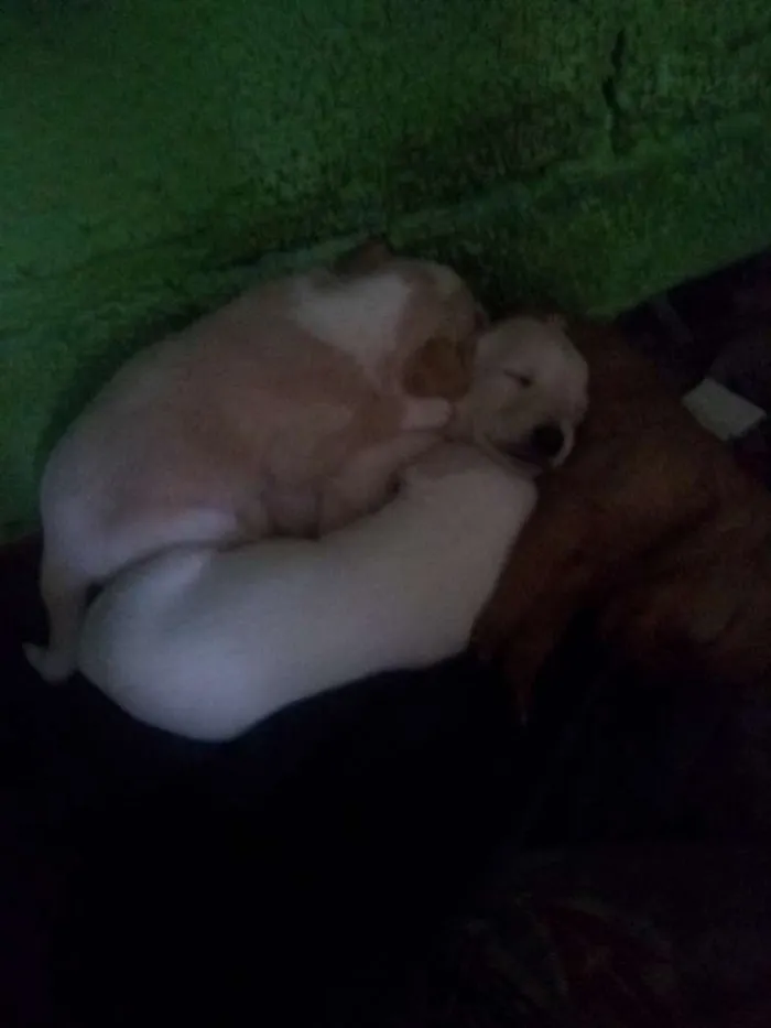Cachorro raça Não sei dizer  idade Abaixo de 2 meses nome Não tem ainda 