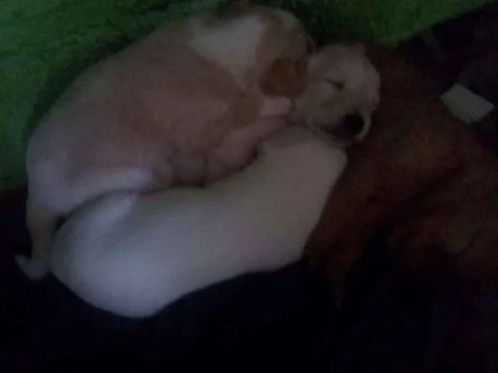 Cachorro raça Não sei dizer  idade Abaixo de 2 meses nome Não tem ainda 