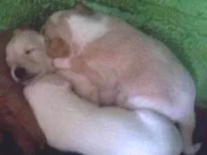 Cachorro raça Não sei dizer  idade Abaixo de 2 meses nome Não tem ainda 