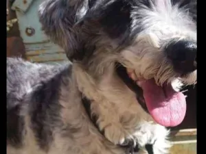 Cachorro raça Lhasa/poodle com vira lata idade 6 ou mais anos nome Max
