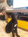 Duke 