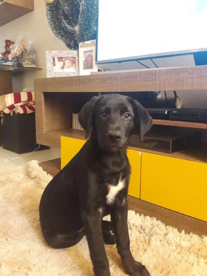 Cachorro ra a labrador  idade 7 a 11 meses nome Duke 