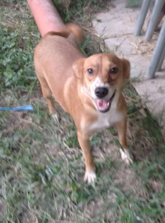 Cachorro ra a SRD idade 3 anos nome Dakota