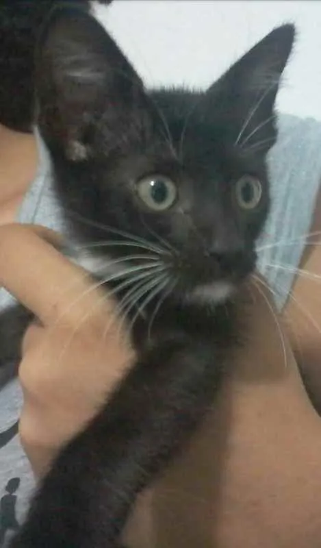 Gato ra a SRD idade Abaixo de 2 meses nome Sem nome definido