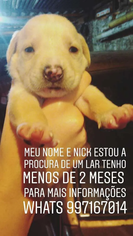 Cachorro ra a Capa preta com vira lata  idade Abaixo de 2 meses nome Nick 