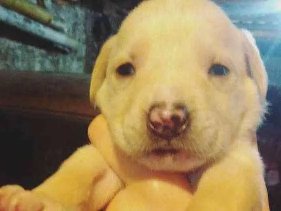 Cachorro ra a Capa preta com vira lata  idade Abaixo de 2 meses nome Nick 