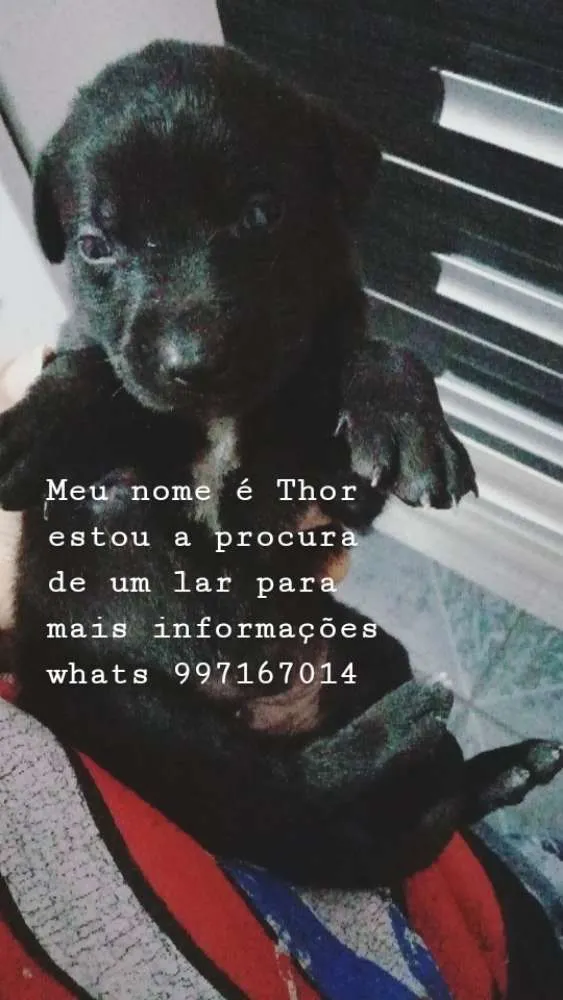 Cachorro ra a Capa preta com vira lata idade Abaixo de 2 meses nome Thor